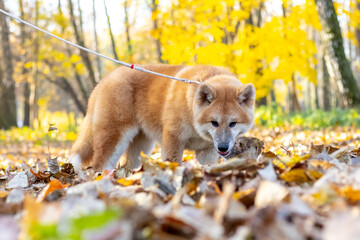 Akita dog on a leash in an autumn park