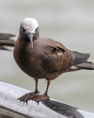 lesser noddy or Anous tenuirostris near Elephanta Island Maharashtra, India