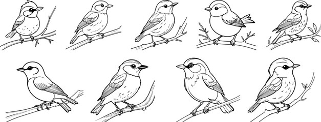 Warbler bird hand drawing coloring page and outline vector design