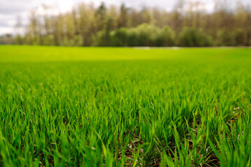 Landscape, field with green unripe wheal. The concept of agricultural, ecology, gardening.