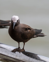 lesser noddy or Anous tenuirostris near Elephanta Island Maharashtra, India