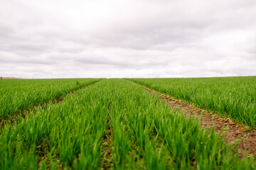 Landscape, field with green unripe wheal. The concept of agricultural, ecology, gardening.