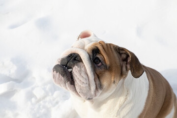Dog. English bulldog. Animal themes. Holidays and events