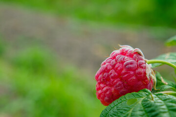 Raspberry. Gardening. Ripe large raspberry berry. Copy space © Alexander