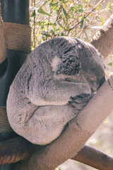 koala in tree