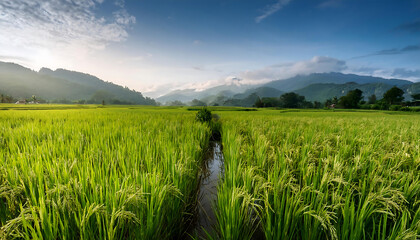Fototapeta premium Rice Field in Region- A picturesque image of a rice field in a specific region, capturing t_1(570)