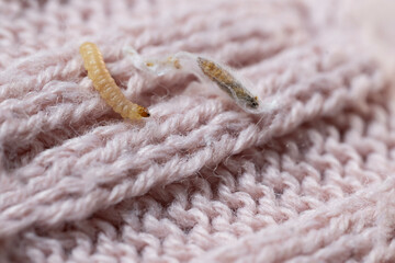 clothes moth caterpillar, Tineola bisselliella, crawls on woolen jacket, eats wool, brown insect,...