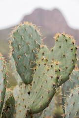arizona monsoon cactus