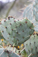 arizona monsoon cactus