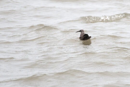 lesser noddy or Anous tenuirostris near Elephanta Island Maharashtra, India