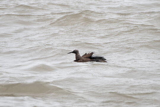 lesser noddy or Anous tenuirostris near Elephanta Island Maharashtra, India