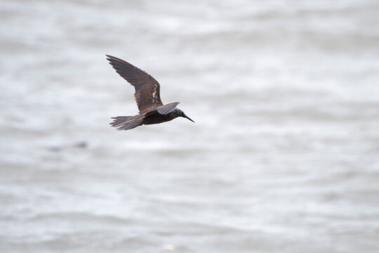 lesser noddy or Anous tenuirostris near Elephanta Island Maharashtra, India