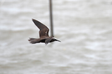 lesser noddy or Anous tenuirostris near Elephanta Island Maharashtra, India