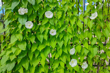 Hedge bindweed (Calystegia sepium) with white flowers is growing upward along a fence