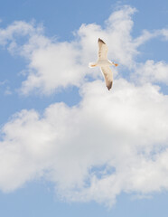 seagull in flight