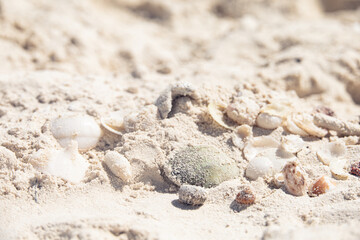 seashells on the beach