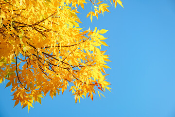 Ash tree branch with yellow leaves in autumn on blue sky background. Bright colors. Beauty in nature. October colors. Tree tops. Fall season. Warm sunny weather concept. Natural texture. Golden park