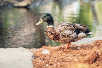 duck in the water
