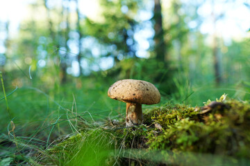 Mushroom in mushrooming season. Bolete mushrooms in the forest. Boletus Edulis Porcini. Edible mushroom grows in forest. Brown cep Mushroom. Edible Boletus mushroom at woodland.