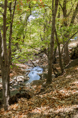 Ramsey canyon arizona