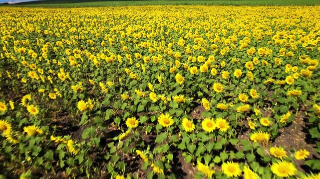 Sunflower Field. Beautiful sunflowers and blue sky aerial view.