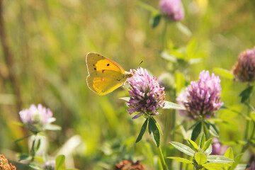 Clouded Yellow (Colias croceus) Butterfly perched on pink flower. Butterfly on clover grass.