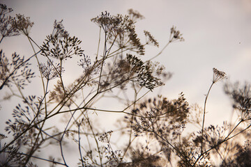 close-up of a mature brown umbrella dill. dill flowers umbrellas against the background of a beautiful evening  sky at sunset.