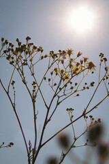 Silhouette of wild flowers on lined no stems in sunny sky background