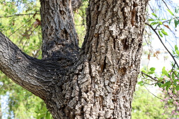 Tree bark texture close up.
