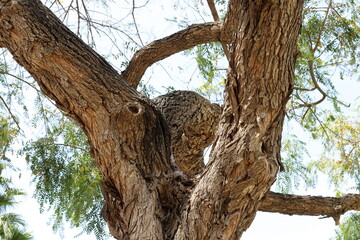 Tree bark texture close up.