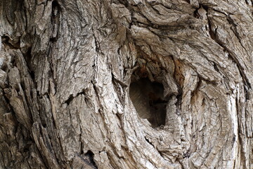 Tree bark texture close up.