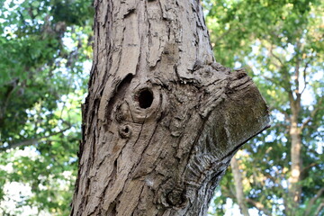 Obraz premium Tree bark texture close up.