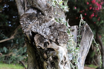 Tree bark texture close up.