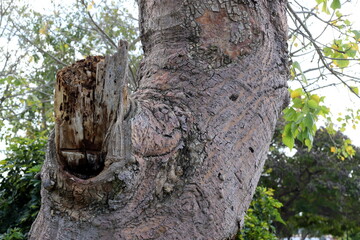 Tree bark texture close up.