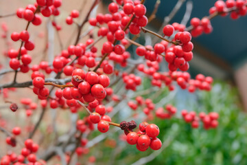 red berries on a branch, natural plants background