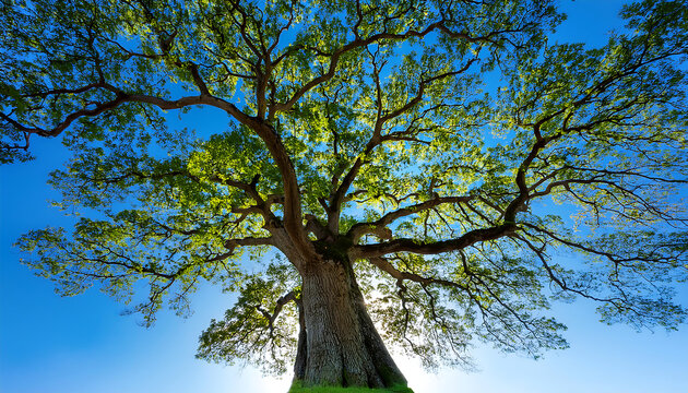  Under the Tree with Blue Sky- A tranquil image of a large tree with its branches extending _1(708)
