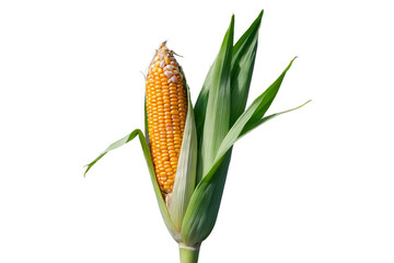 corn ear, isolated on white background, full depth of field