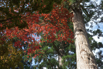 鞍馬寺　境内の紅葉　京都市左京区