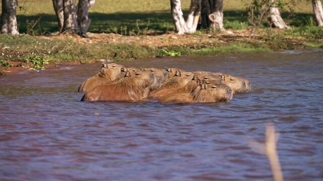 Capivaras fugindo na beira do Lago Parano&aacute;