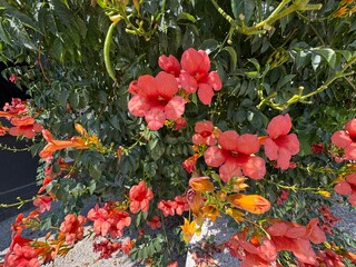 Close-up of red Campsis flowers on a background of green leaves. Common name; Campsis radicans, the trumpet vine, yellow trumpet vine, or trumpet creeper or hummingbird vine.