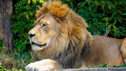 male lion in the zoo Warsaw animal Poland