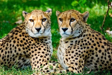 leopard in the tree Warsaw Zoo Poland