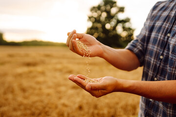 Close up pours wheat from hand to hand on the background of a wheat field. Rich Harvest.