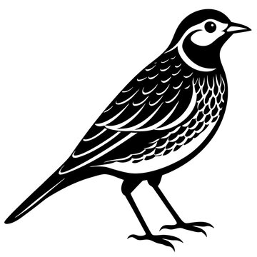 black and white bird standing clip art preview
