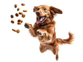 Golden retriever leaps joyfully while catching dog treats in mid-air against a transparent background