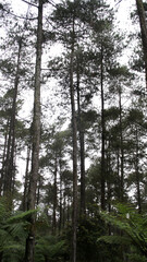 Serene Forest with Tall Pine Trees and Ferns in a Lush Green Forest Captured on a Cloudy Day in Nature