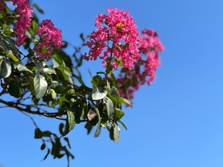 Beautiful vibrant pick crepe myrtle branch against a blue sky with copy space
