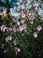 Spring flowers in the park