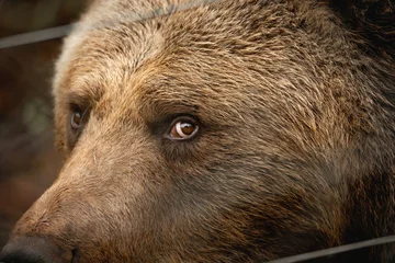 Fotobehang Beer brown bear close up  © PIC by Femke