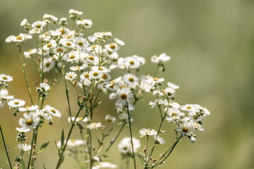 daisies in a field